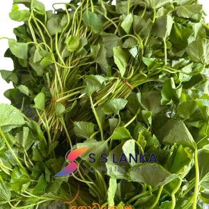 B2.GOTUKOLA-ගොටුකොල
