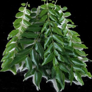 FRESH CURRY  LEAF